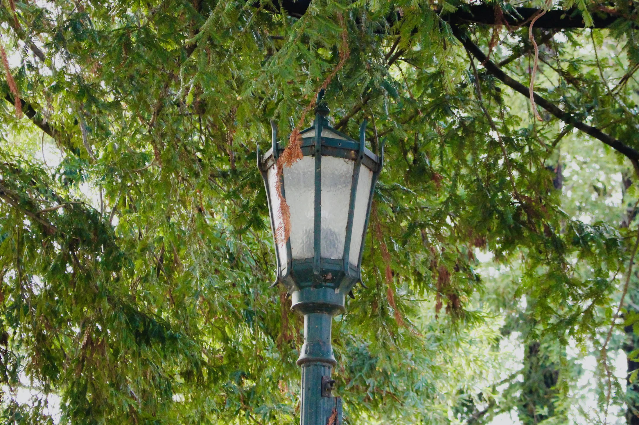 Los Gatos
